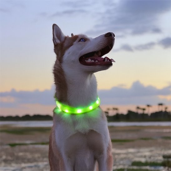 husky exterieur collier lumineux pour chien vert