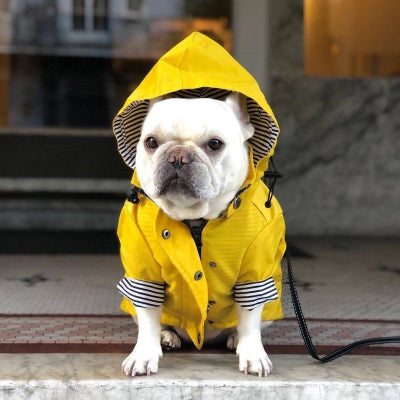 imperméable chien jaune sur bouledogue francais assis