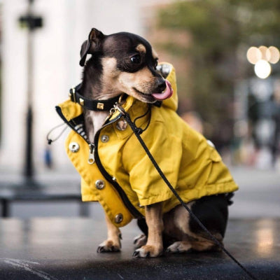 imperméable chien jaune sur petit chien assis en laisse