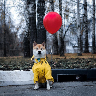 imperméable chien jaune sur shiba assis avec ballon gonflable rouge