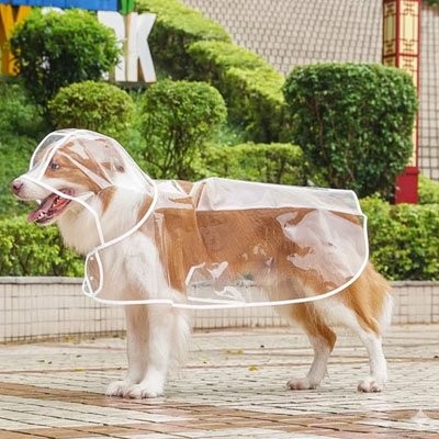 imperméable chien sur berger australien debout dehors