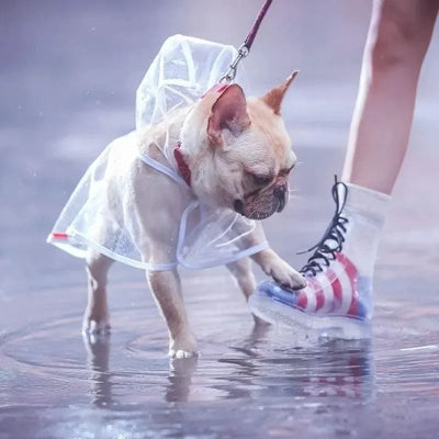 imperméable chien sur bouledogue francais avec patte sur basket femme