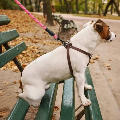 jack russell assis sur banc attache avec laisse chien rose