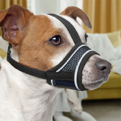 jack russell dans salon avec muselière pour chien noir