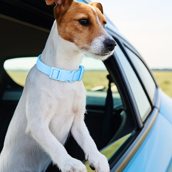 jack russell portant collier pour chien bleu regarde fenêtre voiture