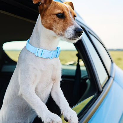 jack russell portant collier pour chien bleu regarde fenêtre voiture