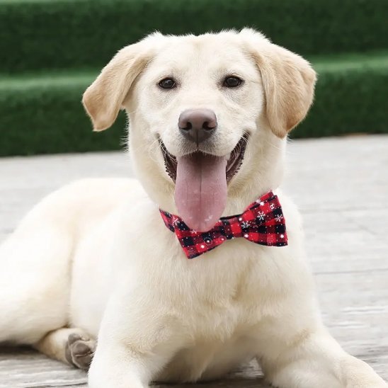 labrador allonge avec collier chien rouge