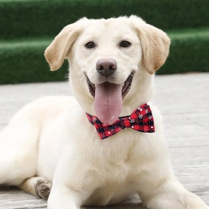 labrador allonge avec collier chien rouge