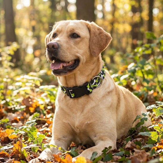 labrador allonge feuillage portant collier pour chien motif os