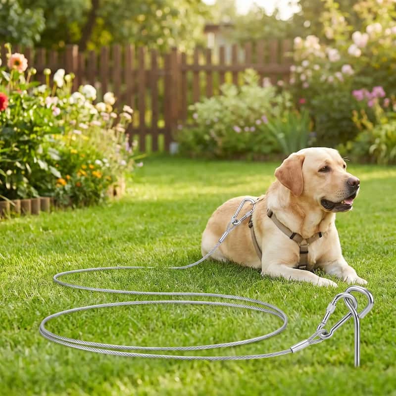 labrador allongé jardin attaché avec laisse pour chien métallique
