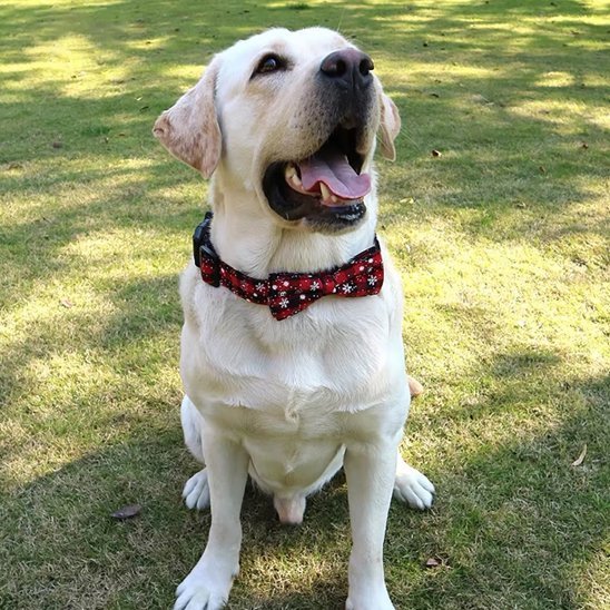 labrador assis avec collier chien rouge