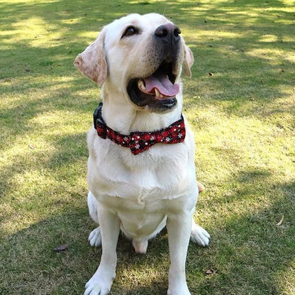 labrador assis avec collier chien rouge