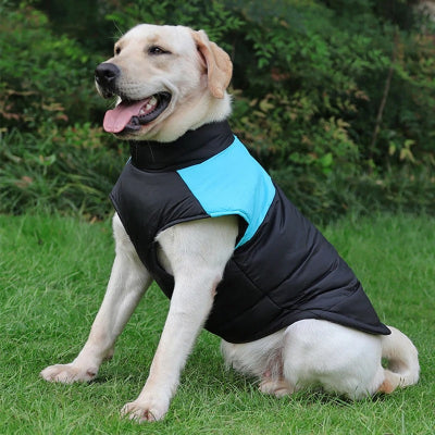 labrador assis dans herbe portant manteau chien bleu
