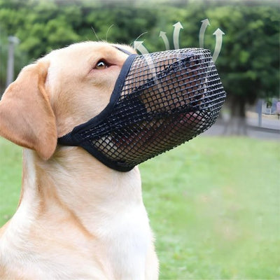 labrador assis dehors avec muselière chien noir maille respirante