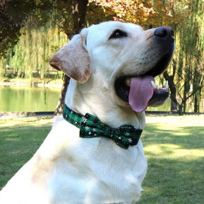 labrador assis exterieur avec collier chien vert
