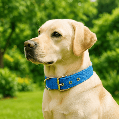 labrador assis jardin avec collier pour chien nylon bleu
