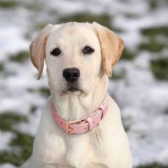 labrador avec collier chien rose