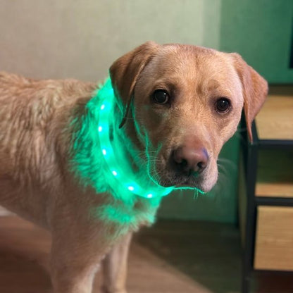 labrador avec collier lumineux chien vert