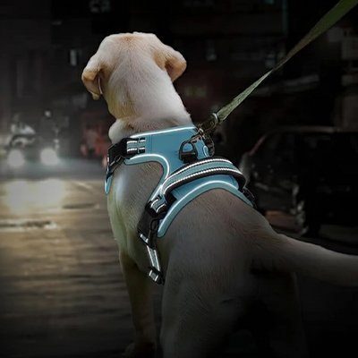 labrador avec harnais anti traction pour chien bleu reflechissant ville