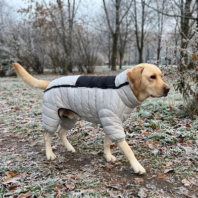 labrador avec manteau chien gris marche dans parc hiver