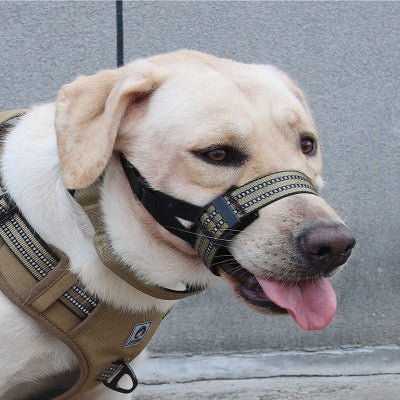 labrador avec museliere chien kaki