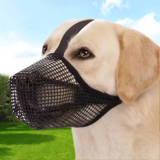 labrador avec muselière chien noir