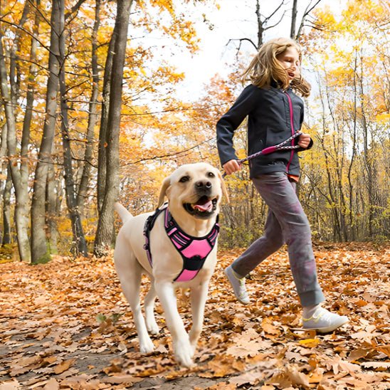 labrador court avec enfant harnais pour chien rose