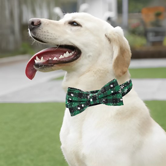 labrador de profil assis avec collier chien vert