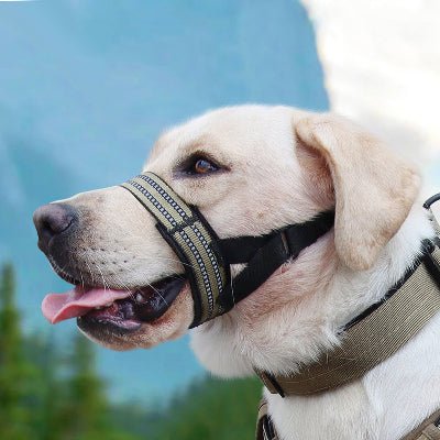 labrador de profil avec museliere chien kaki