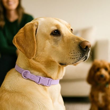 labrador de profil portant collier pour chien violet