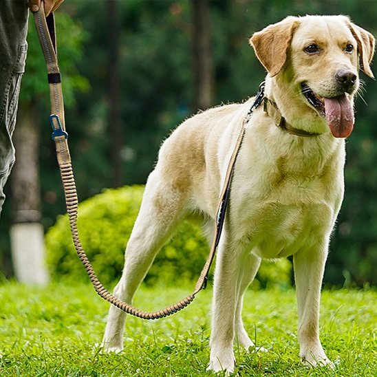 labrador debout herbe avec laisse pour chien kaki extensible