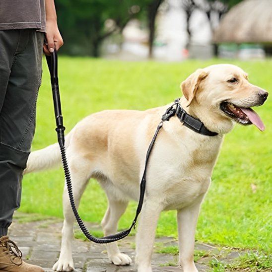 labrador se promene parc avec laisse pour chien noir extensible
