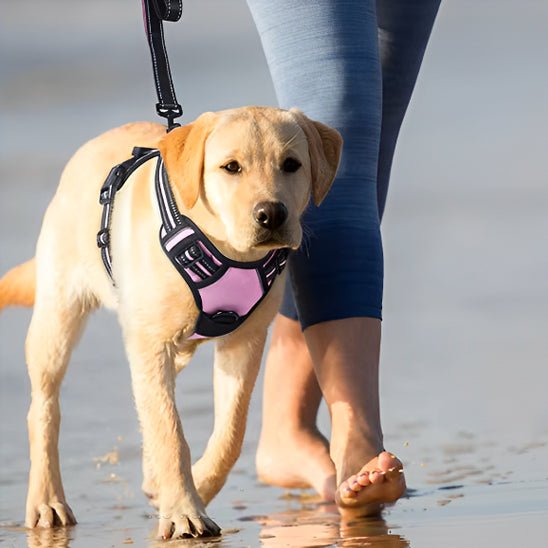 labrador se promene sur la plage harnais pour chien rose