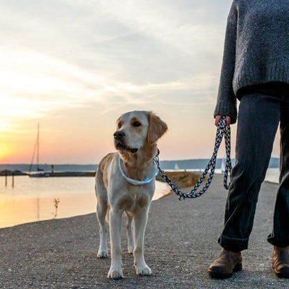 labrador sur la plage avec collier lumineux chien
