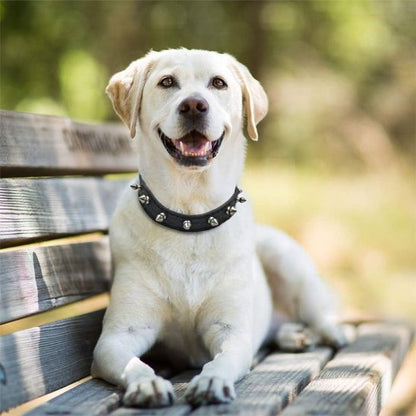 labrador sur un banc collier pour chien noir clous metalliques