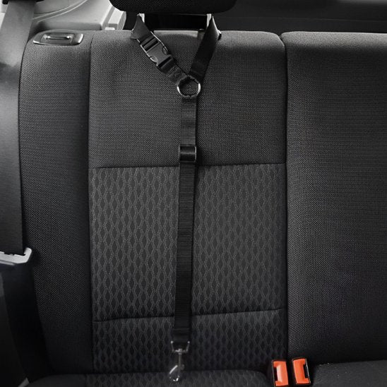 laisse chien noire attachee sur appui tete siege arriere voiture