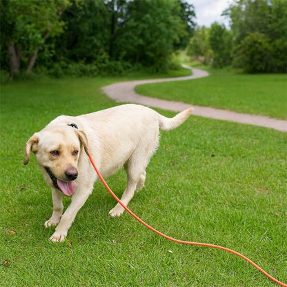 longe pour chien orange sur labrador parc verdoyant