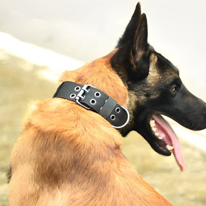 malinois avec collier pour chien noir