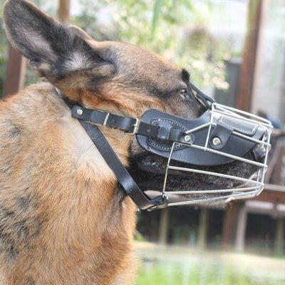 malinois de profil avec museliere cage metallique