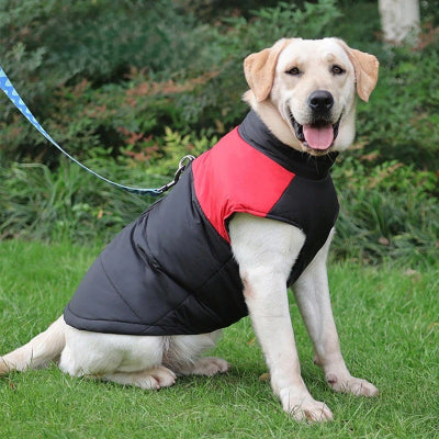 manteau chien rouge sur labrador assis dans herbe