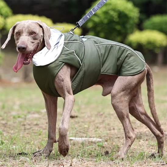 manteau chien vert kaki sur weimaraner marchant dans herbe