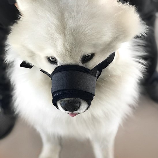 museliere noir sur samoyed assis 