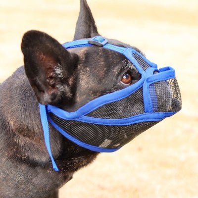 muselière pour chien bleu sur bouledogue francais de profil