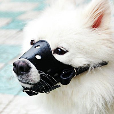 muselière pour chien noir cuir sur chien blanc