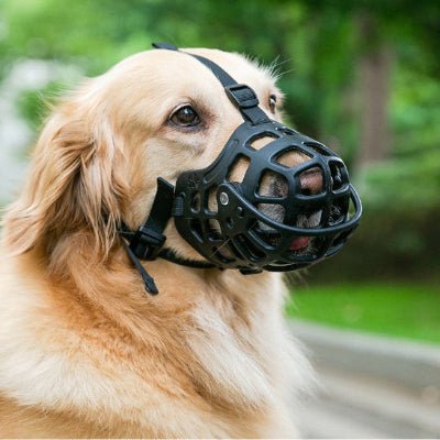 museliere silicone souple noir sur golden retriever