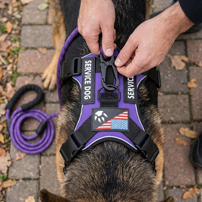 personne accroche laisse a harnais chien violet sur chien