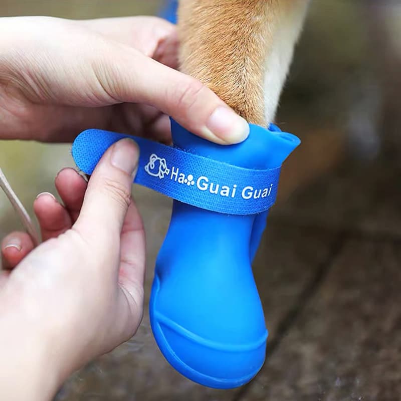 personne met bottes chien bleu à scratch patte chien