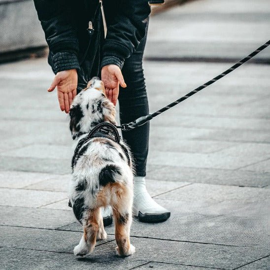 personne tend mains vers berger australien en laisse chien noir