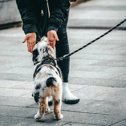personne tend mains vers berger australien en laisse chien noir