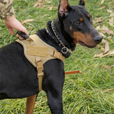 personne tient poignee harnais anti traction chien kaki sur doberman